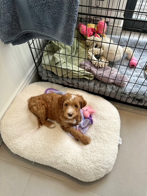 Journey labradoodles deals